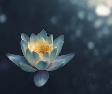 Un lotus, illustrant la formation à la méditation